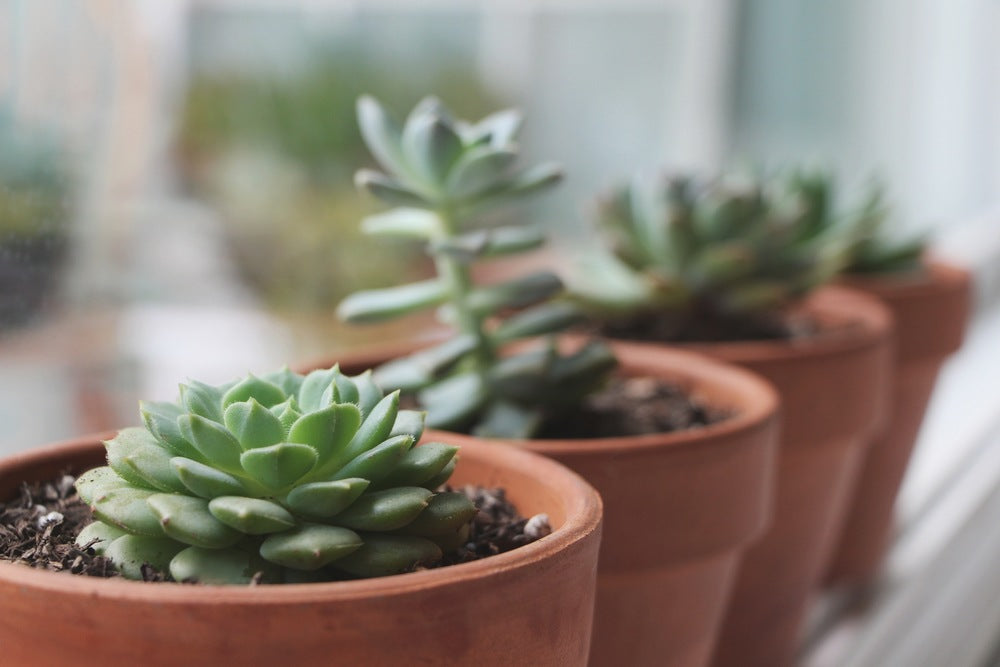 C&D's Guide to Succulents and Cacti